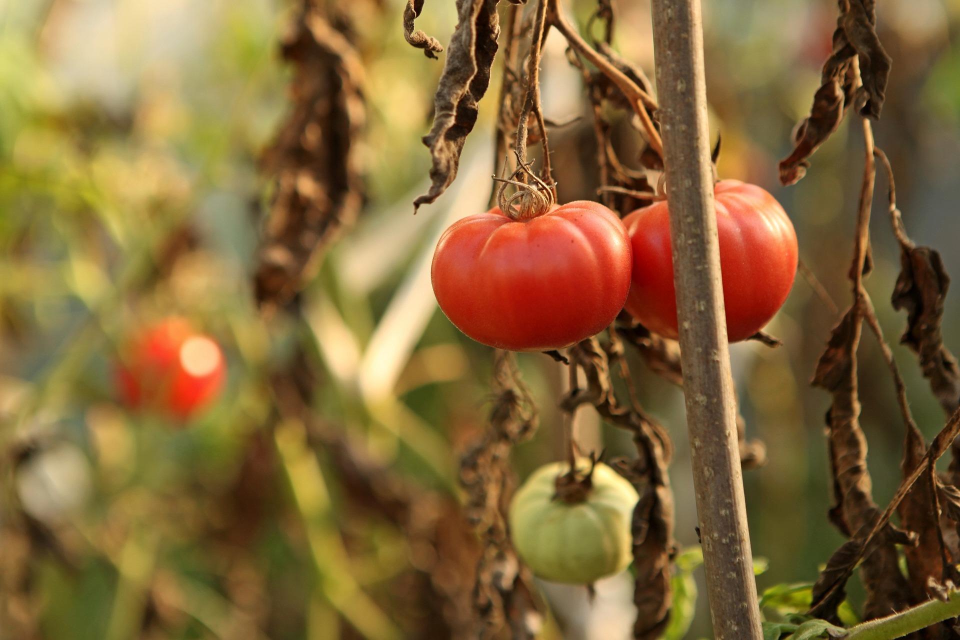 Bolezni paradižnika in plodovk - paprika, bučke