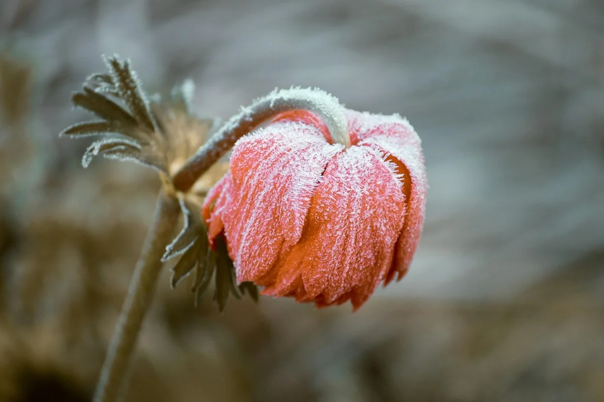 Večja odpornost rastlin na nizke temperature