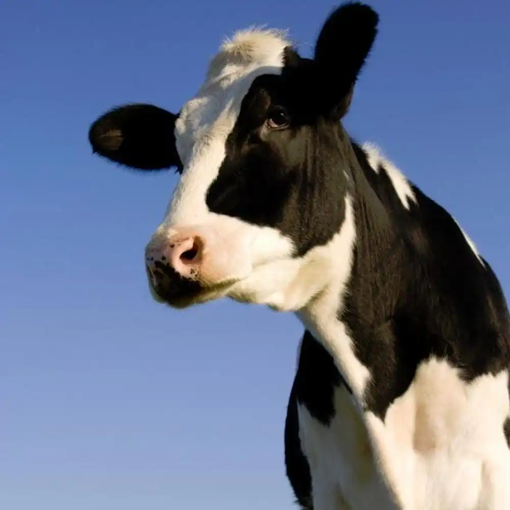 meko-cattle-1