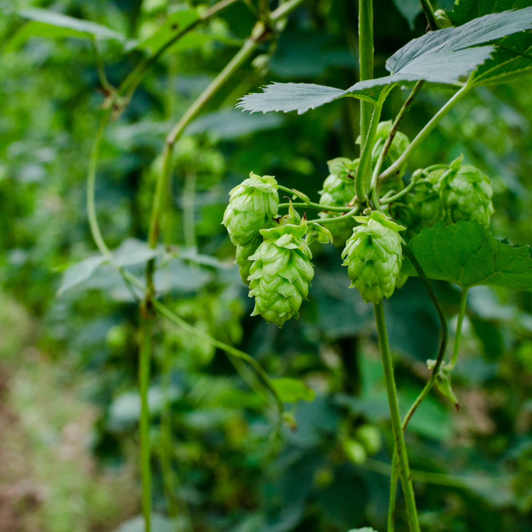 agrohops