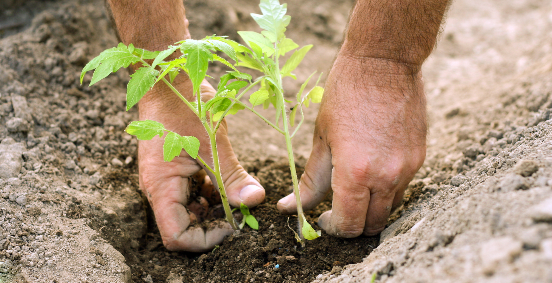 Priprava zemlje na setev in sadike